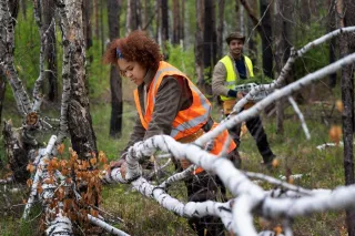 How We Handle Emergency Tree Situations Quickly and Safely