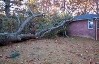 Handling Tree Emergencies: What You Need to Know