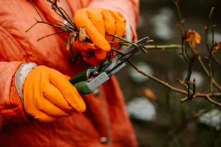 Benefits of Winter Tree Pruning: Why is it Important?