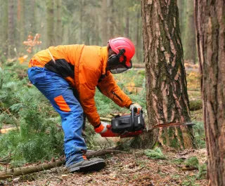 How to Safely Remove a Tree Near Your Home