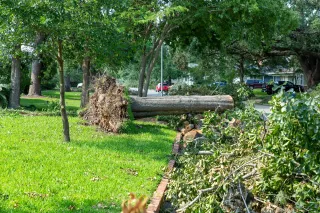How to Deal with Storm-Damaged Trees