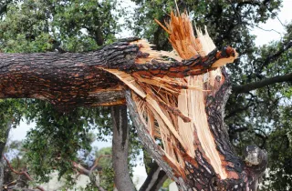 When Emergency Tree Services Are Essential