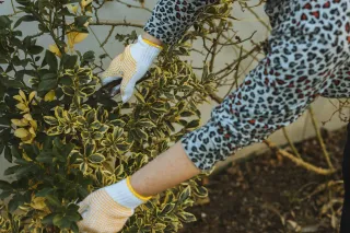 Managing Brush and Shrub Overgrowth: A Quick Guide