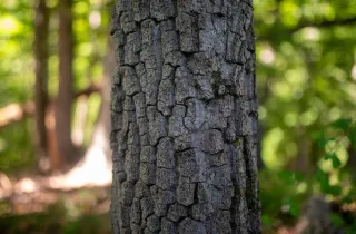 Recognizing When Trees Need Emergency Services