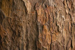 How To Identify Tree Diseases Before They Spread