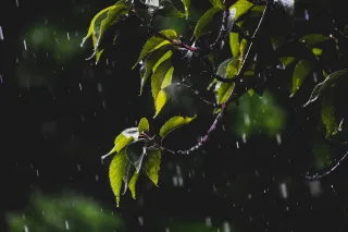 Safely Removing Damaged Limbs After Severe Weather