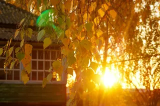 Factors To Consider Before Moving A Mature Tree