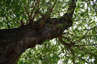 Creating Beautiful Landscapes Through Strategic Tree Shaping