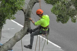 How Professional Tree Trimming Improves Property Value
