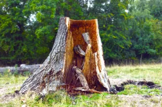 What Happens To Your Yard After Stump Grinding Services