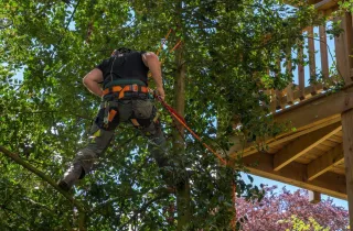 Secure Loose Branches for Storm Safety