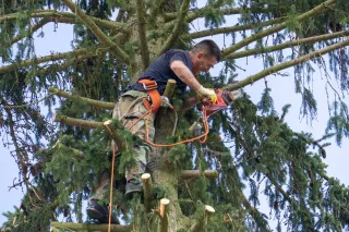 When Tree Limb Removal Can't Wait: Addressing Hazardous Situations