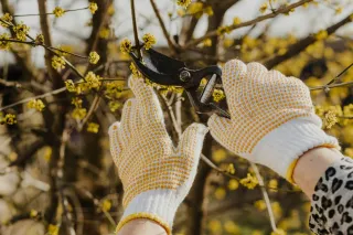 How Proper Pruning Techniques Affect Tree Longevity