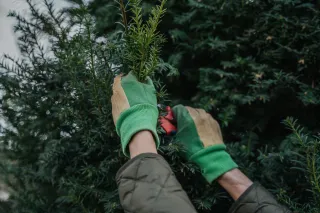 Signs Your Tree Cannot Be Saved And Needs Removal