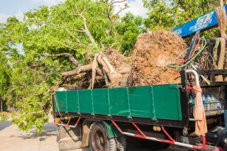 Is Tree Transplanting Right For Your Landscape Project