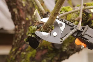 Evaluating Online Reviews When Choosing A Tree Service