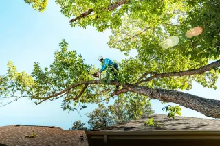 Preparing Trees For Fall Weather With Proper Trimming