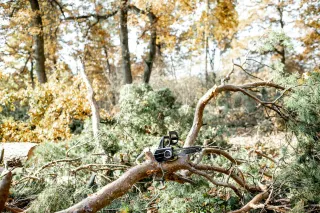 Red Flags To Watch For When Getting Tree Removal Quotes