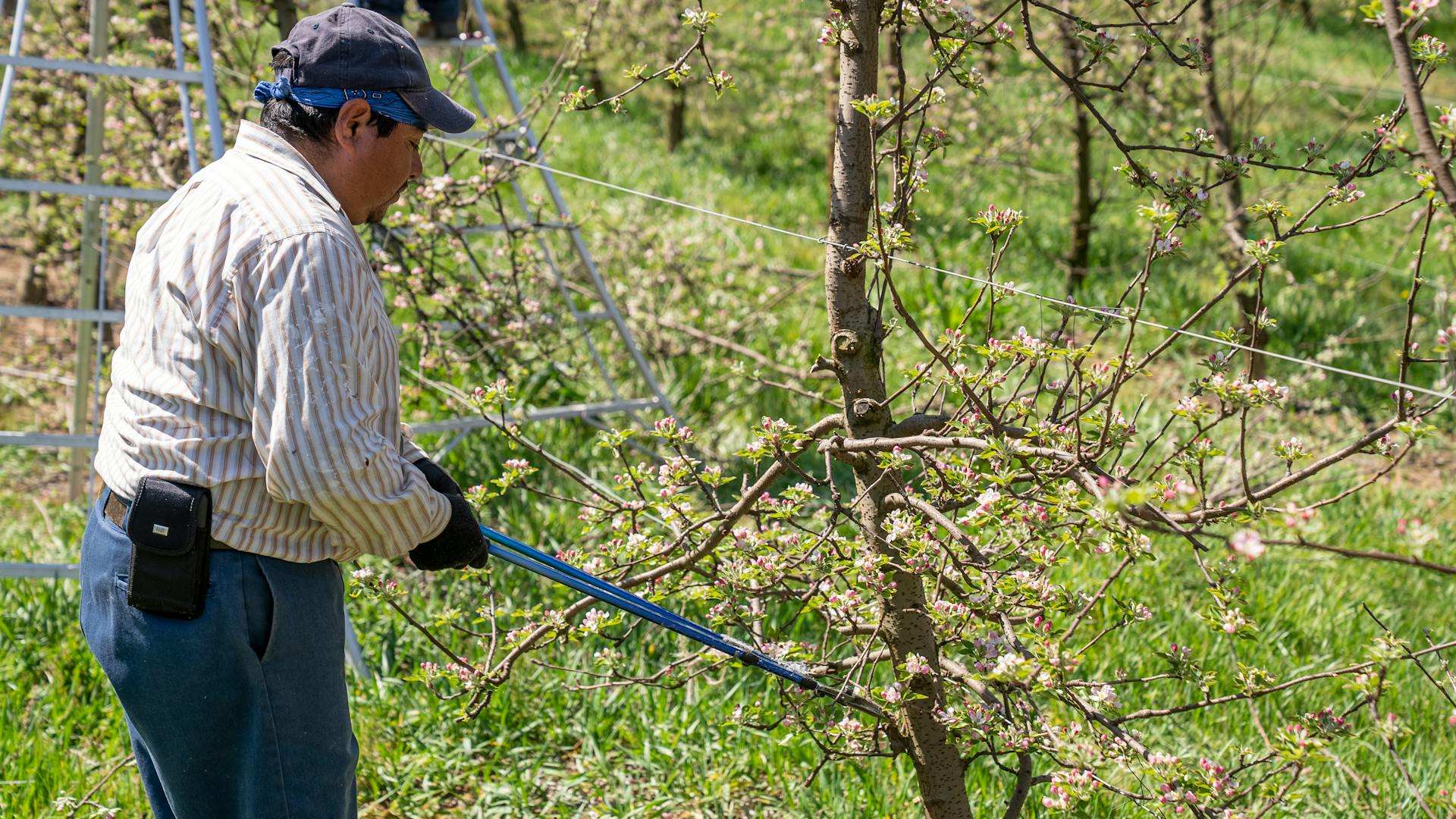 Understanding The Difference Between Trimming And Pruning
