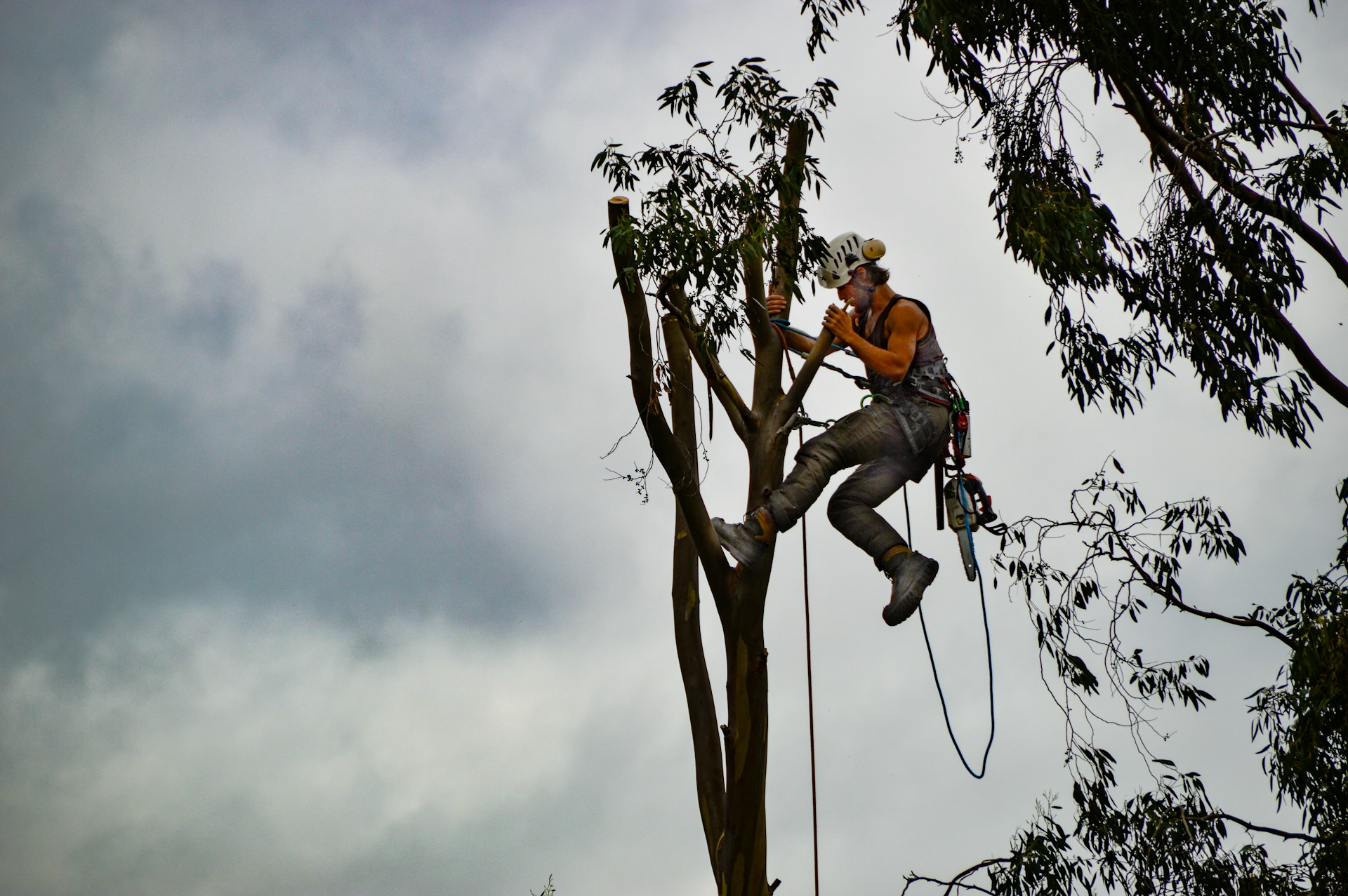 How Certified Arborists Approach Tree Pruning Differently