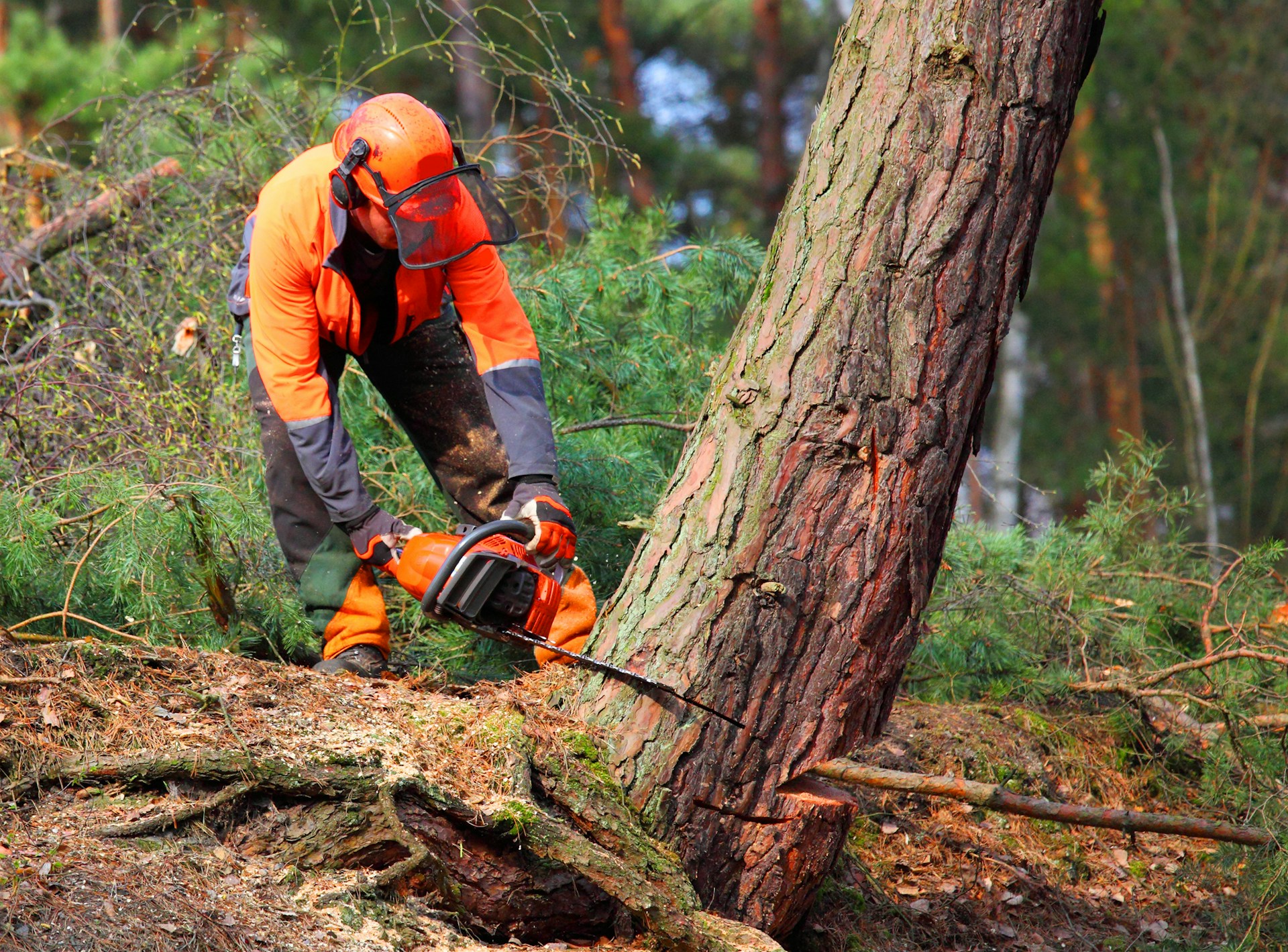 Inside Professional Tree Removal in Sioux City Backyards