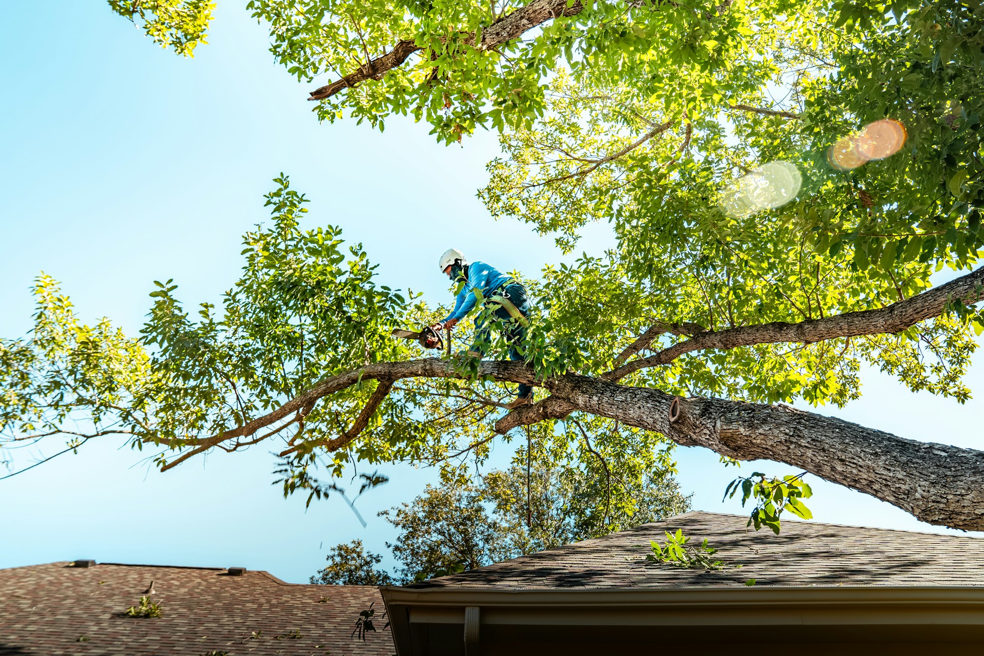 Choosing Between Tree Trimming and Tree Removal in Sioux City