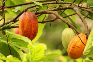 Cocoa farming in Nigeria: A Lucrative Venture Rooted in Tradition