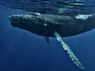 🐋  Excursion baleines à Moorea : une expérience unique en mer