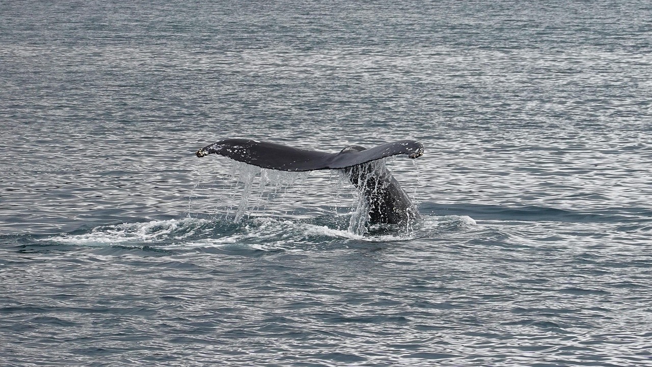 Baleines : observez-les gratuitement depuis la terre avec l'association OCEANIA
