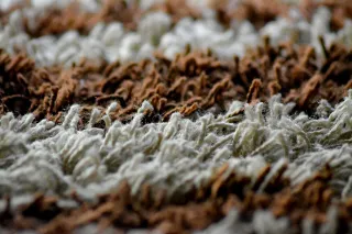 Get the Truth: Carpet Cleaning Myths From a Kansas City Pro