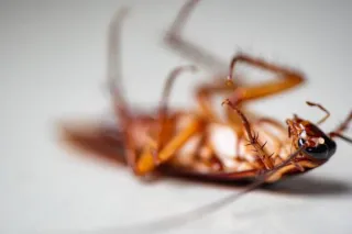 Tips for Spotting Pest Infestations