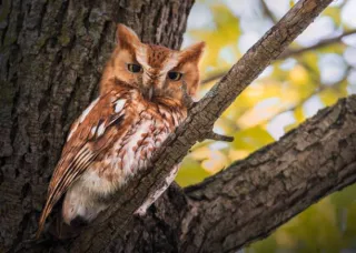 The Role Of Natural Predators In Pest Control