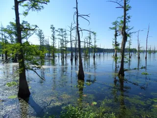 🐊 Swamp Strolls & Wildlife Goals: Why Black Bayou Lake is Monroe’s Wildest Treasure