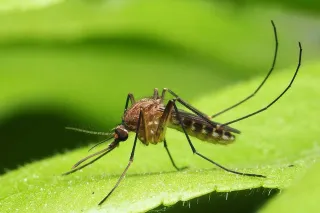 Mastering Mosquitoes: Unveiling Our 4-Step Coquitlam Control Method