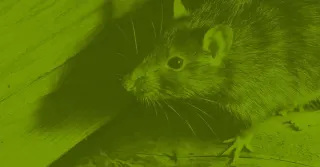 A Safe and Bespoke Approach to Rodent Control: Unveiling the Process