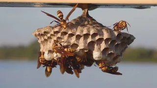 How Will a Professional Wasp Removal Service Help You to Get Rid of Wasp Infestations