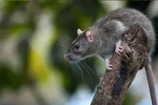 Top 4 Incredible Benefits of Hiring Professional Rat Control Service