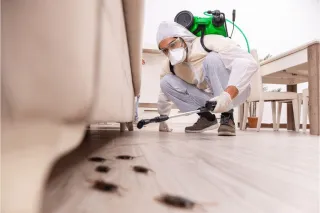 DIY Methods or Professional Pest Control Service: Which One is Ideal?