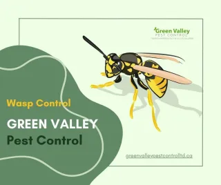 Protect Your Home from Wasps with Excellent Wasp Exterminators