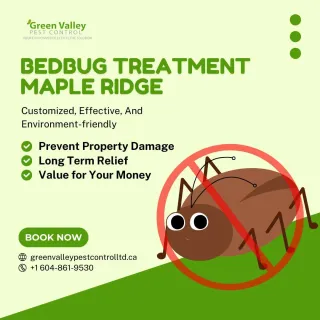 Common Myths About Bed Bugs Debunked: What Maple Ridge Residents Need to Know
