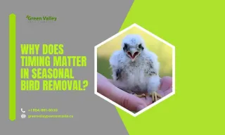 Why Does Timing Matter in Seasonal Bird Removal?