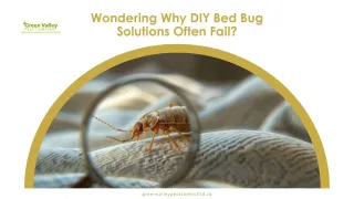 Why DIY Bed Bug Solutions Fail & How Maple Ridge Experts Can Help