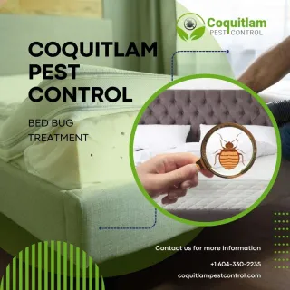 A Comprehensive Guide to Remove Bed Bugs with DIY Treatments