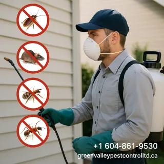 How Pest Control Services Can Benefit Renters