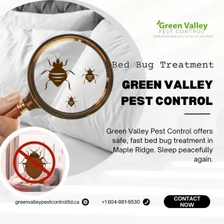 A Guide to Bed Bug Treatment: Tips to Remove Them from Your Property