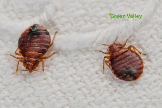 What You Should Do After Bed Bug Treatment to Prevent Their Comeback