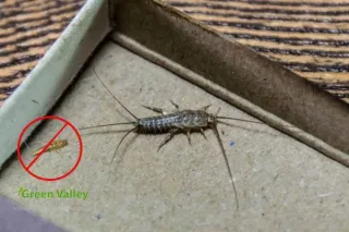 Top Signs You Should Call a Silverfish Exterminator for Your Home