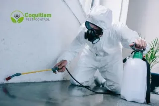 7 Common Household Pests and How to Get Rid of Them