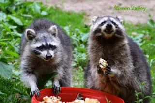 The Dangers of DIY Raccoon Pest Control: How the Pros Can Help?