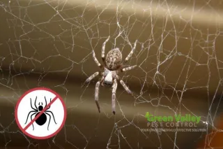 Popular DIY Spider Control Mistakes You Should Definitely Avoid